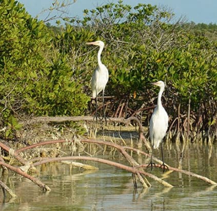 eco-tourisum1 - Swains Cay Lodge Mangrove Cay, Andros Island, Bahamas Eco Tourisum