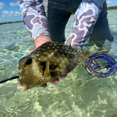 Person in camouflage sleeves kneels in clear shallow water, holding a mottled brown fish with pale spots toward the camera.